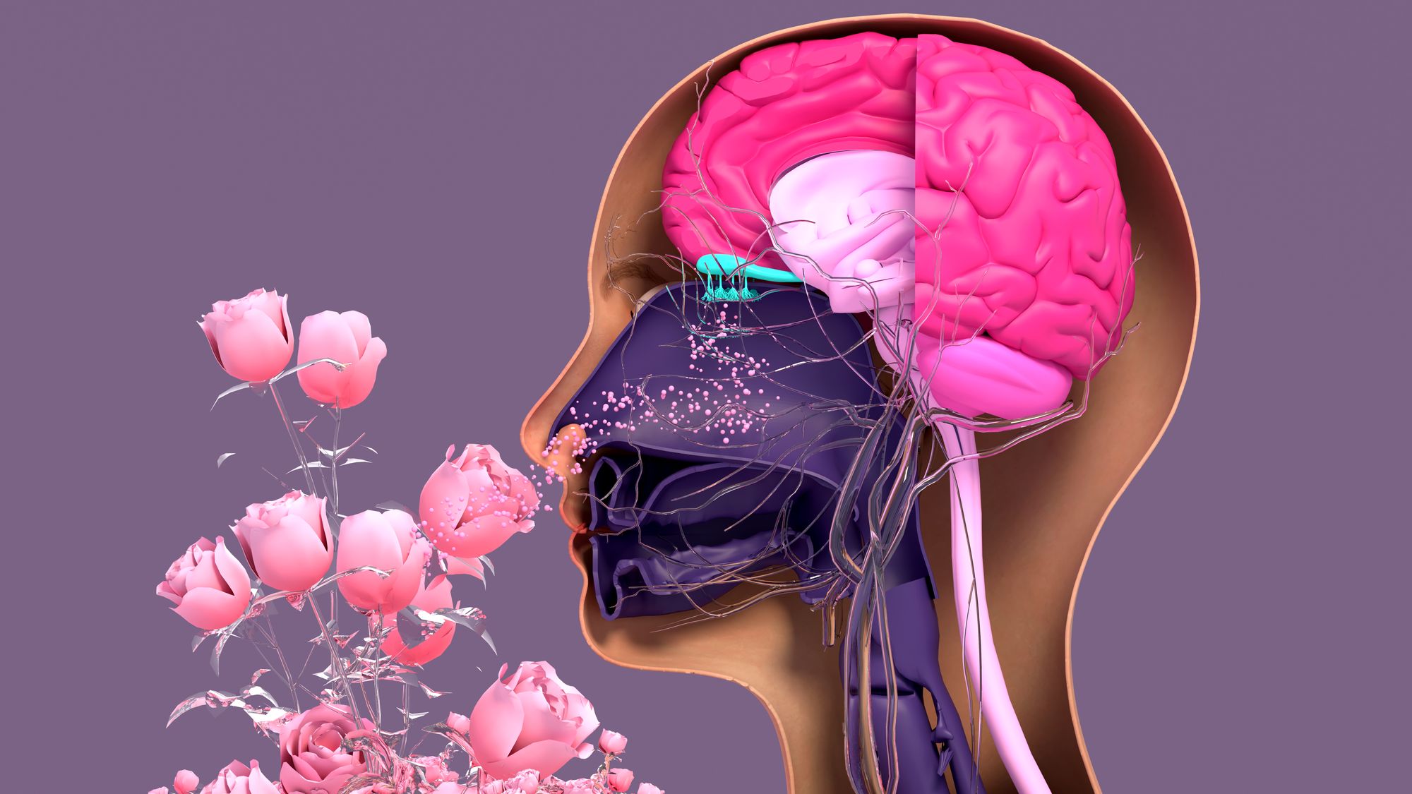 First 3D Structure of Human Odor Receptor