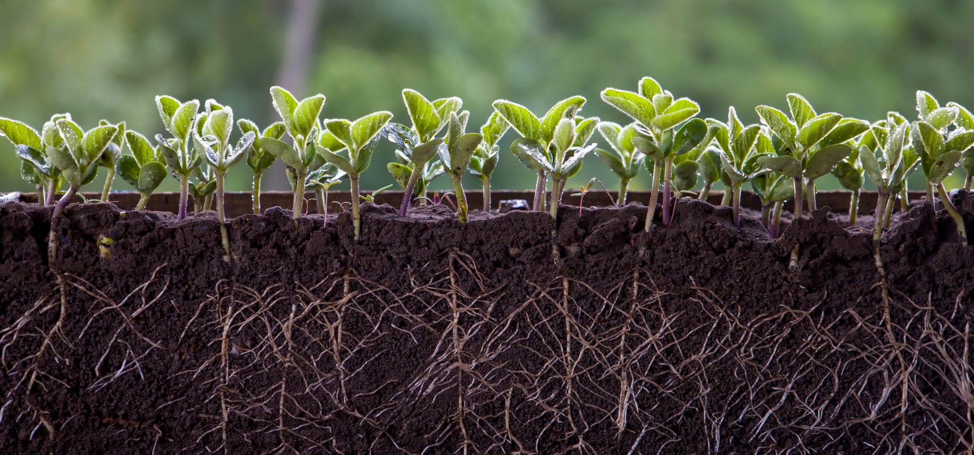 Window into Plant Evolution