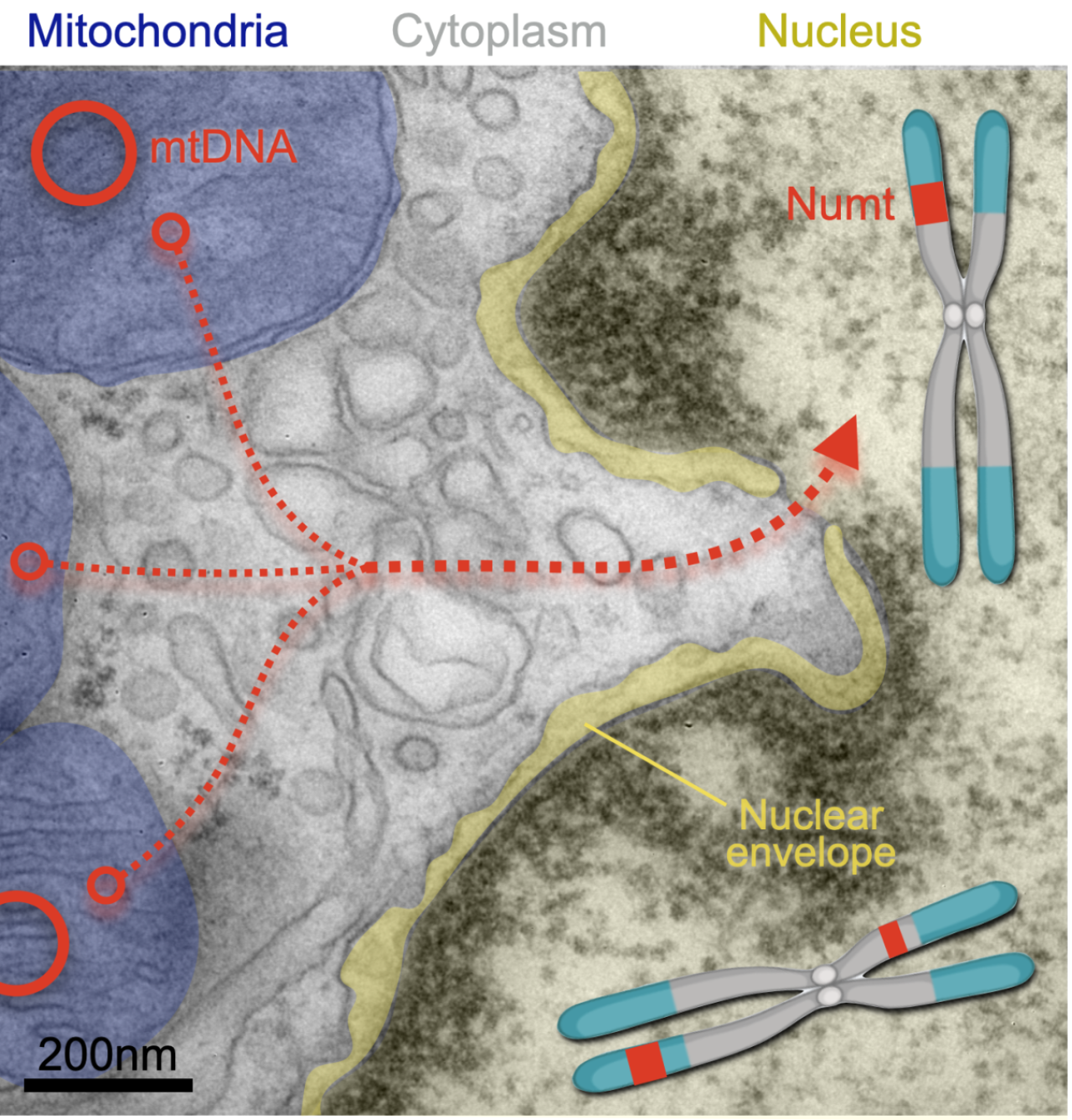 image of mitochondria near cell nucleus