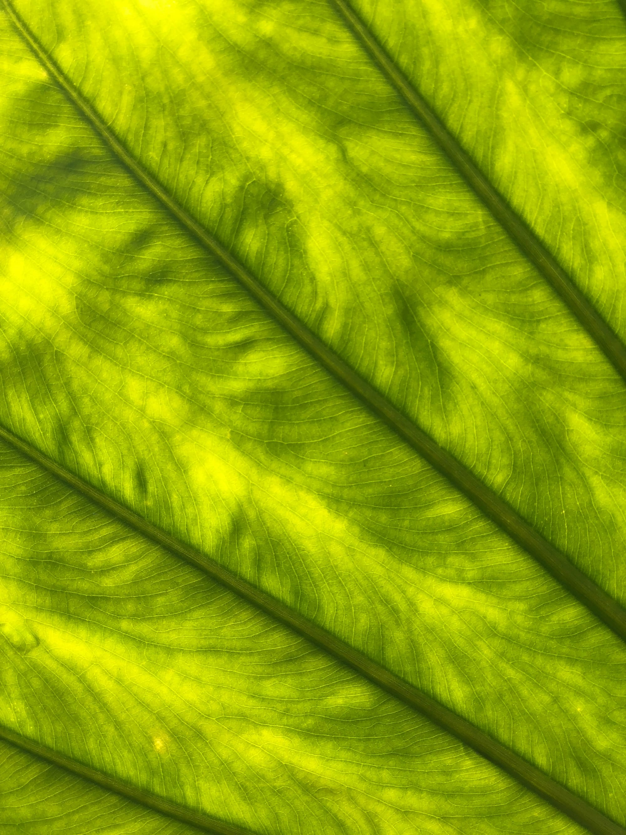 Evolving Photosynthesis