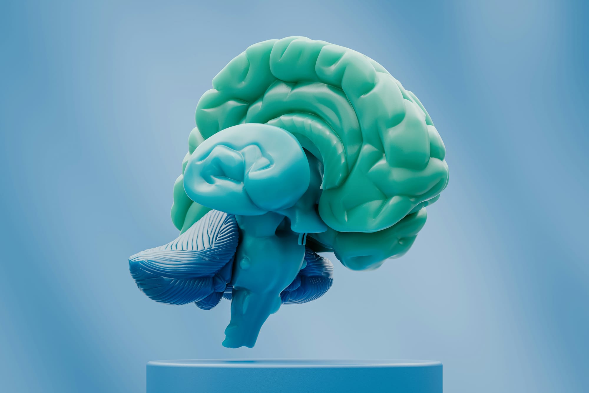 Form and Function: The Brain