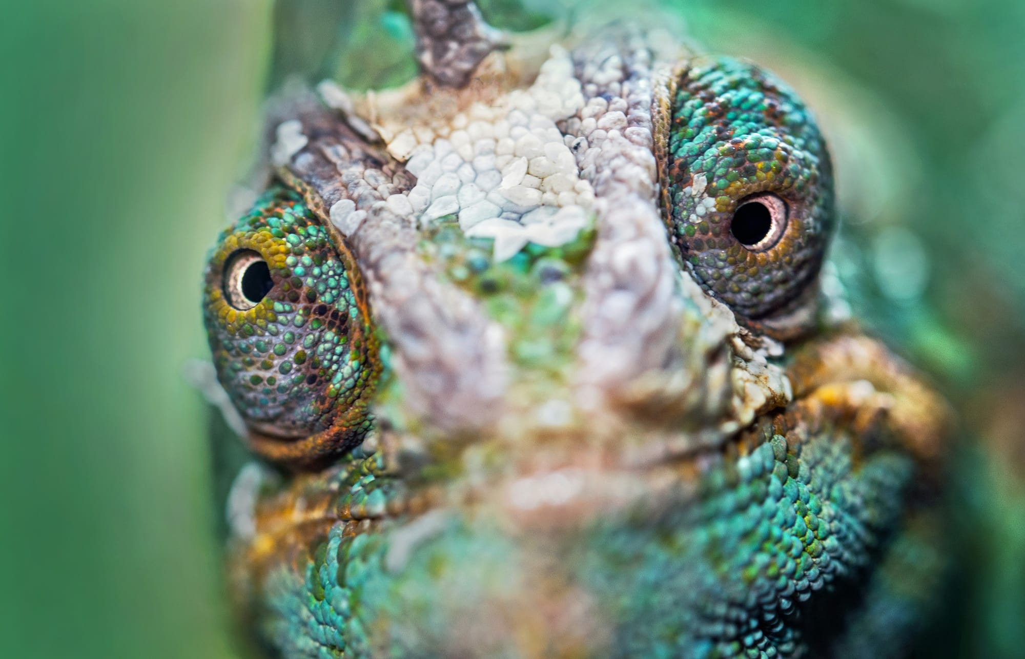 Chameleons’ Optic Nerves