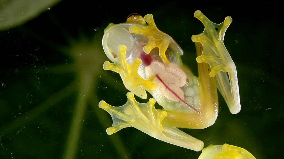 How Glass Frogs Achieve Transparency