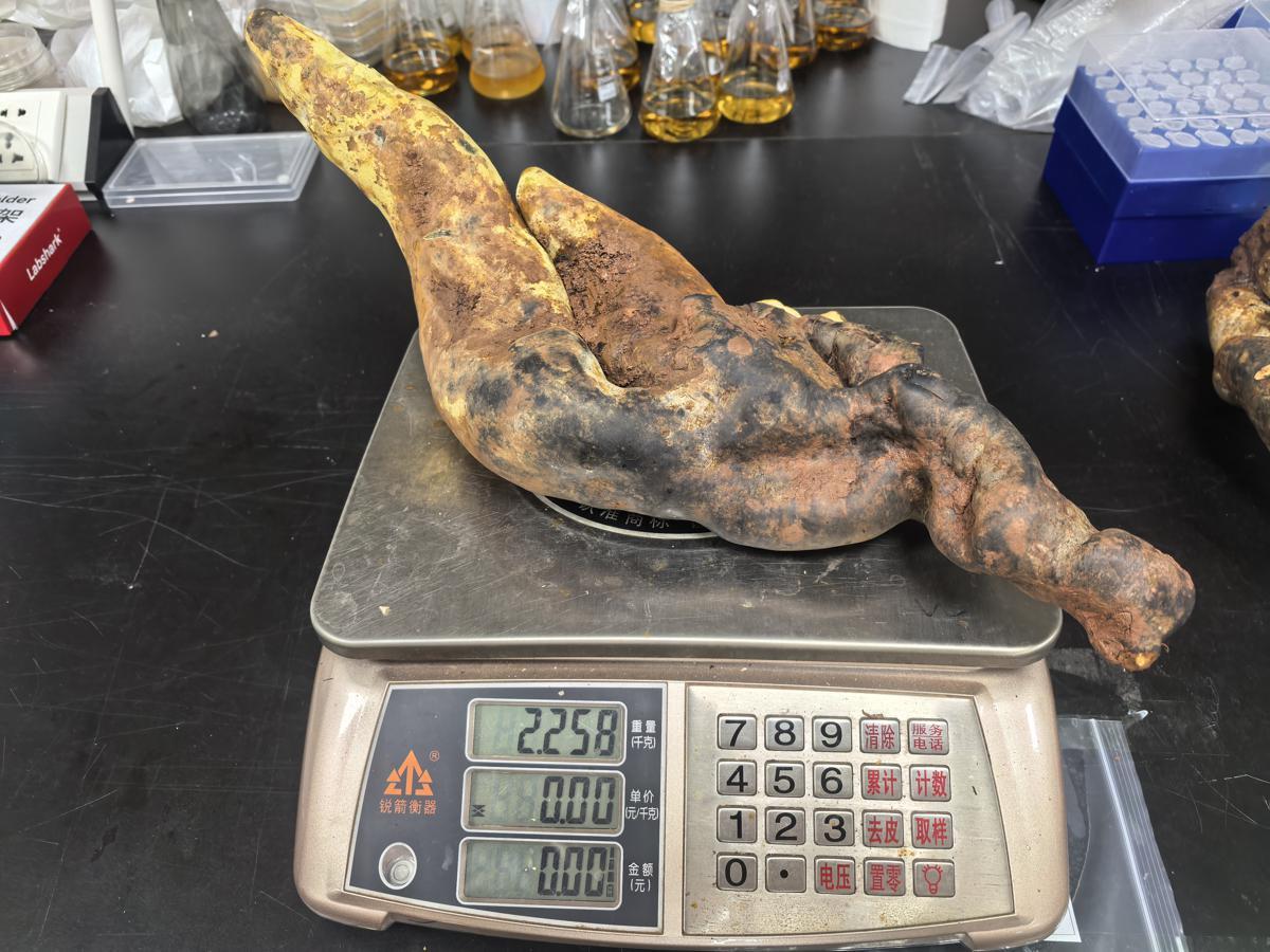 Dianjunus rex can weigh more than 2 kilograms