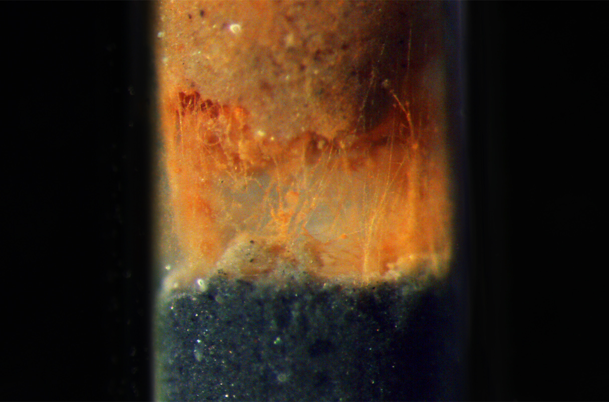 Researchers have revealed how filamentous bacteria build electrically conductive coaxial cables to chow down in the muck.