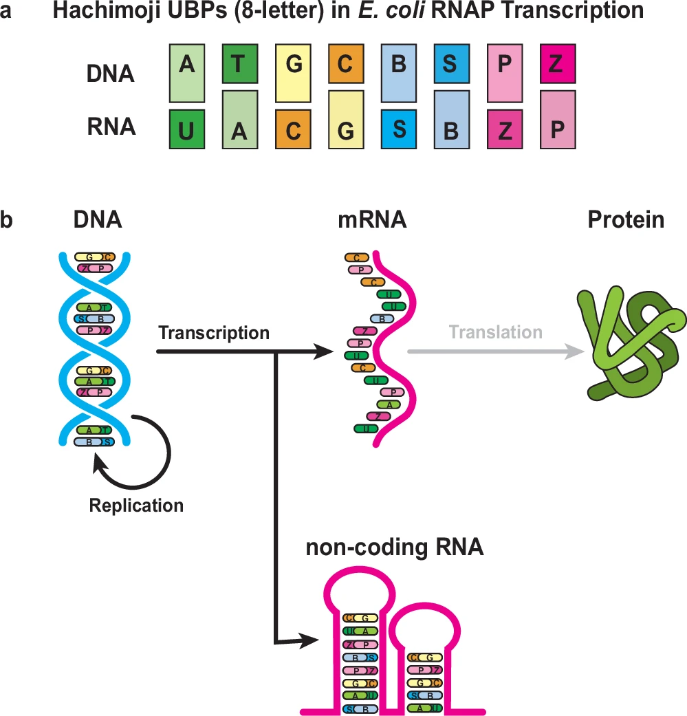 The Hachimoji eight-letter genetic alphabet used in E. coli RNA polymerase transcription, consisting of the natural base pairs A:T (U) and G:C, and the unnatural base pairs P:Z and B:S