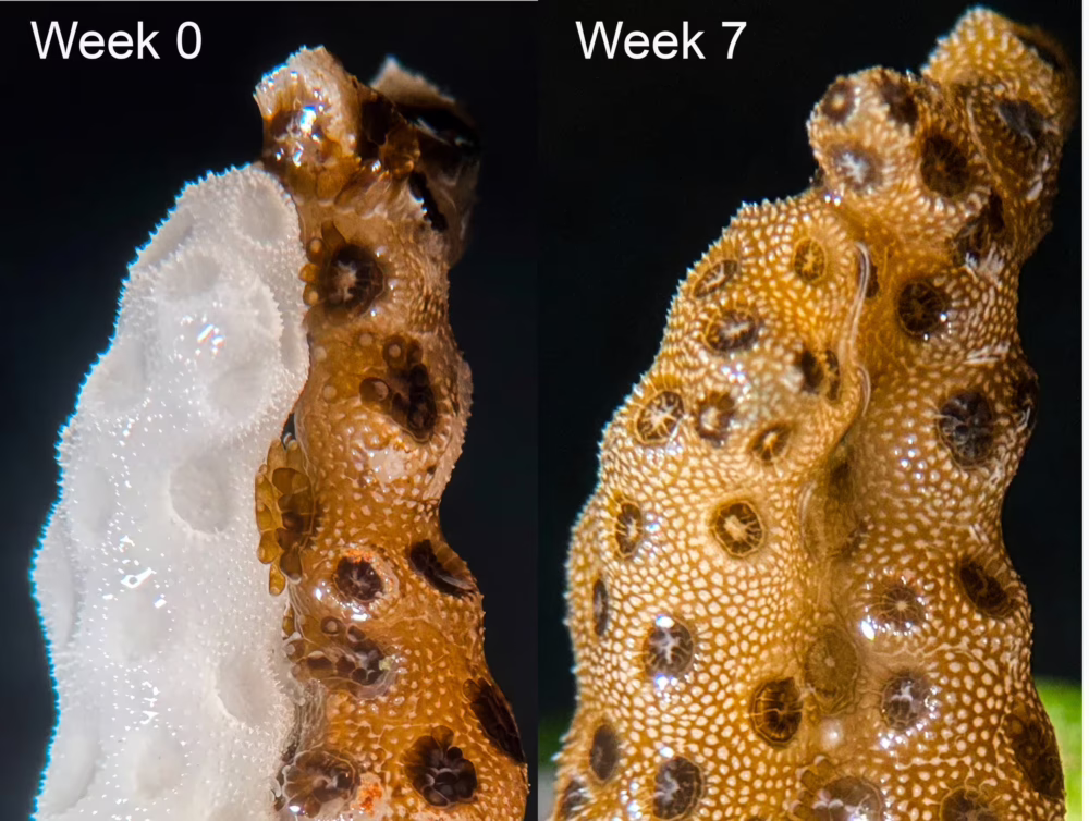 The researchers assembled pairs of coral fragments – one bleached, one healthy – and found that continuous physical contact led to full recovery within seven weeks.