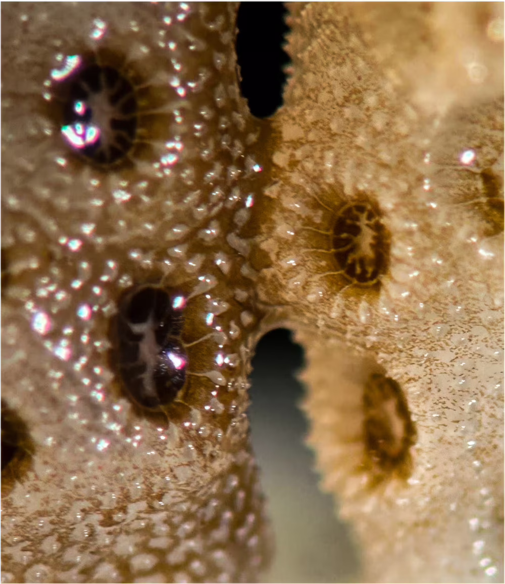 By fusing tissues, healthy corals send enough life-giving algae and nutrients to their bleached counterparts to kickstart the recovery process.
