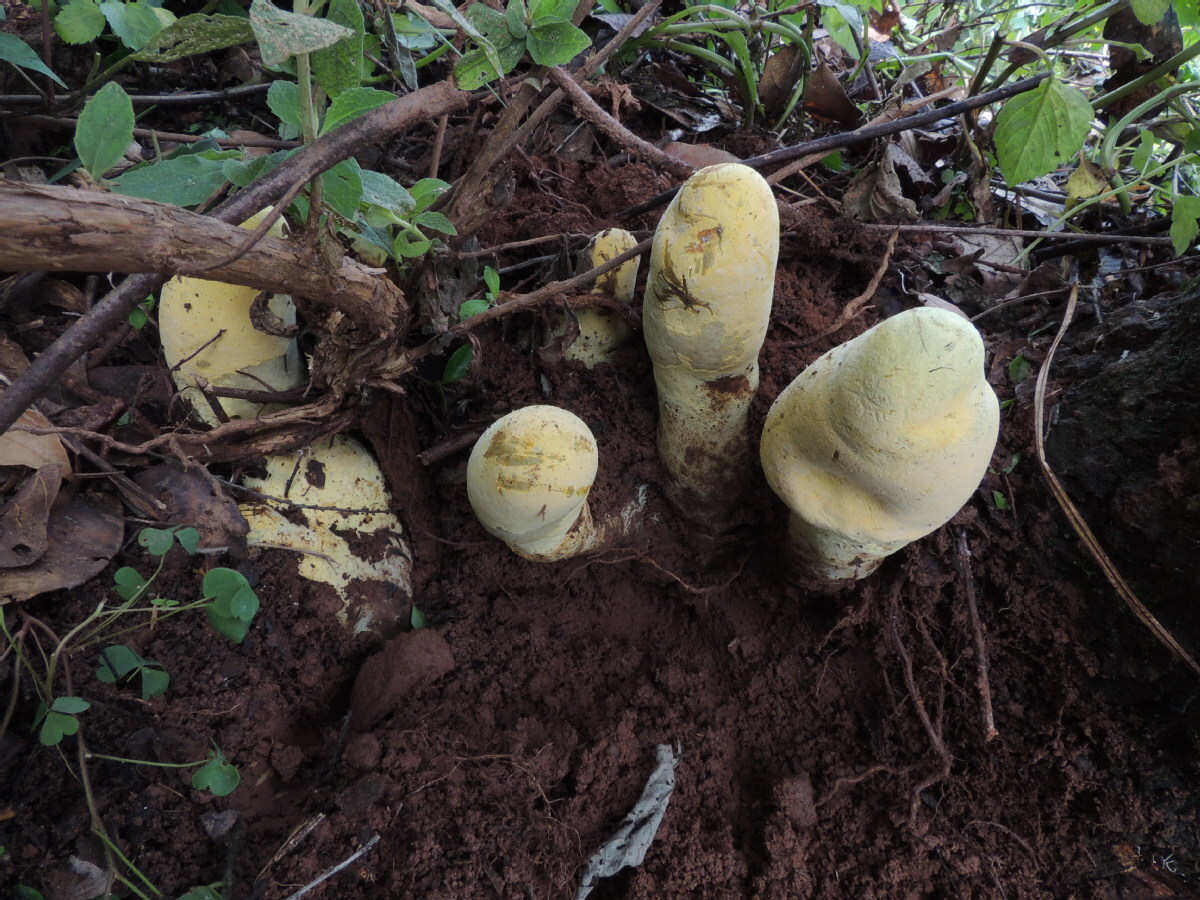 Dianjunus rex growing in a forest