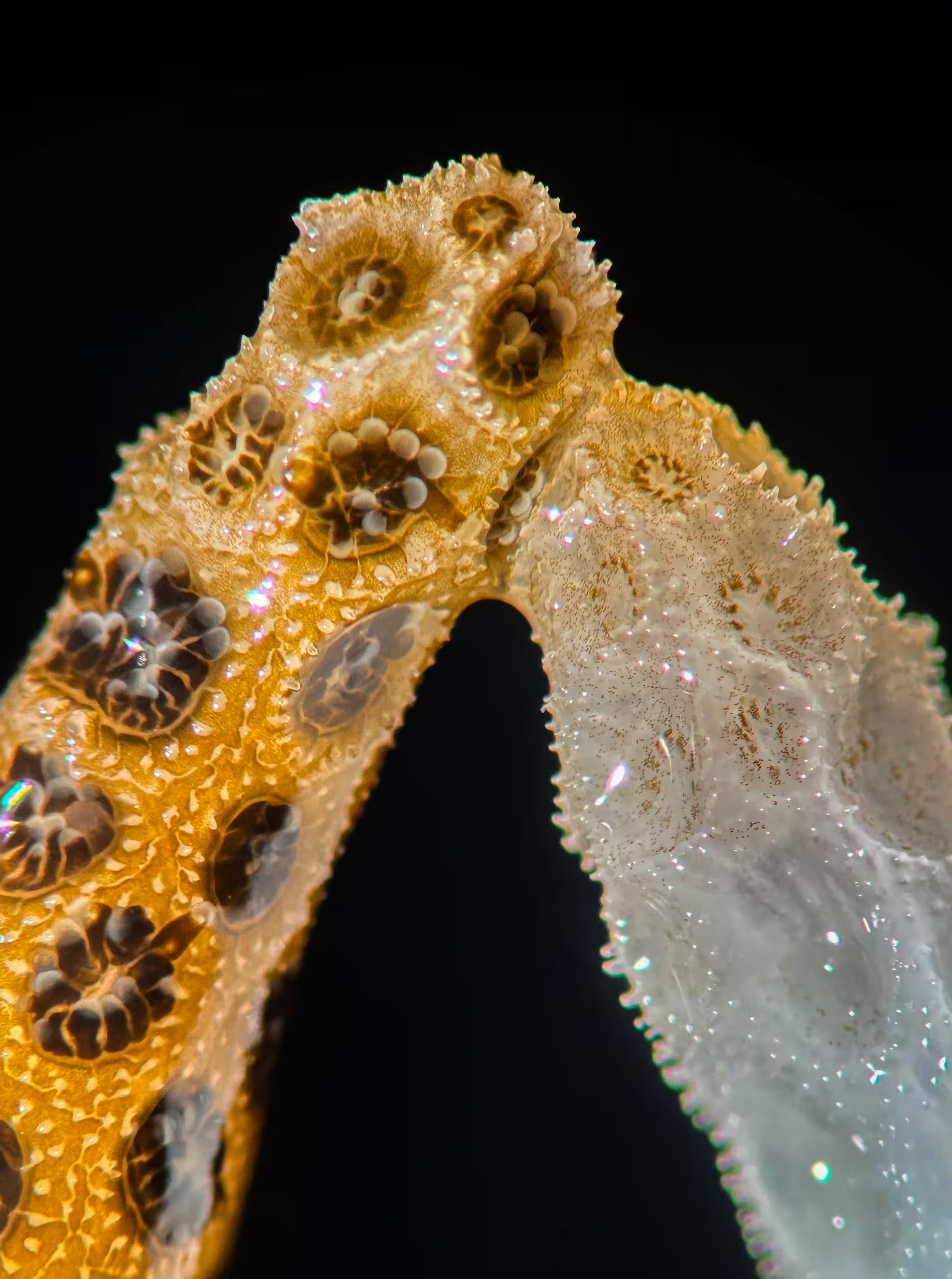 Beneficial algae moved from healthy corals (left) to bleached corals (right) within three days of contact.