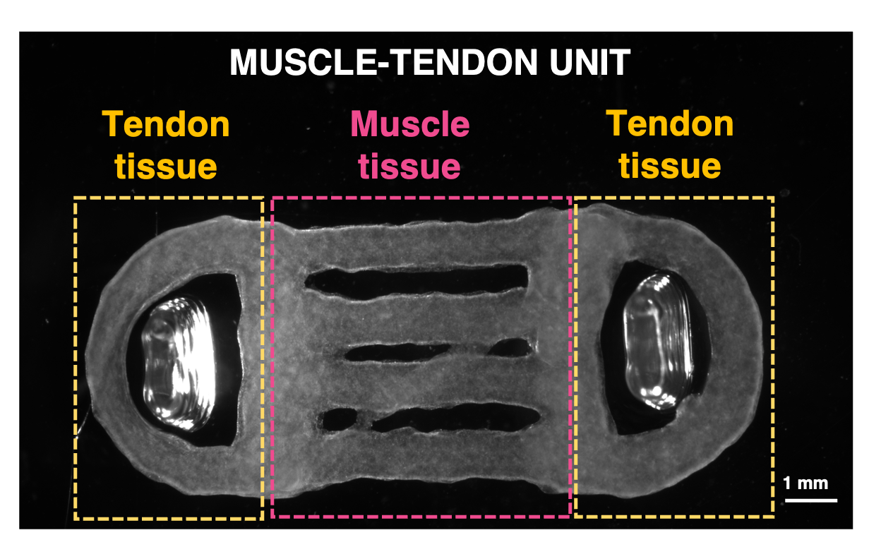 The biohybrid interface between muscles and tendons.